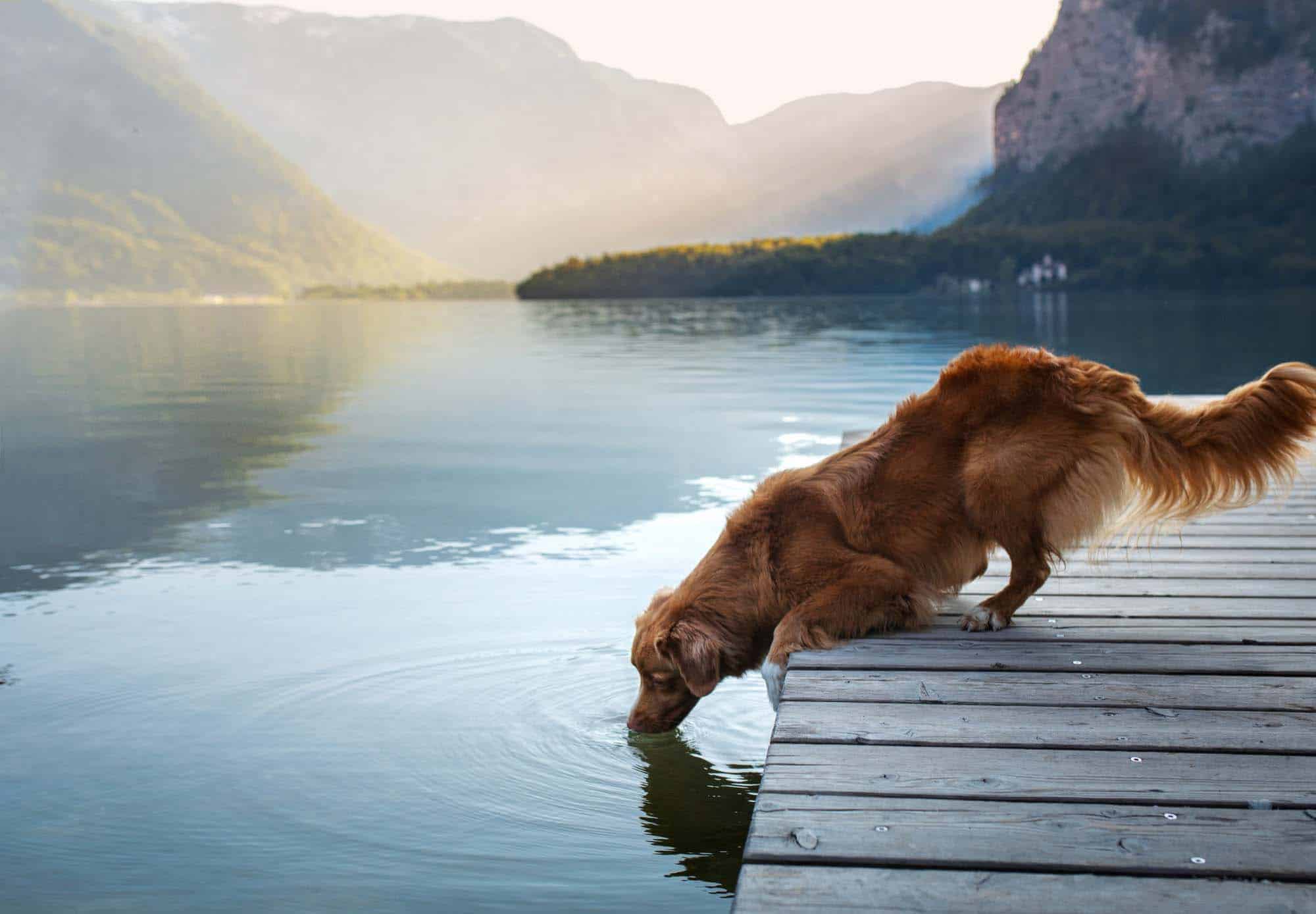 Le Dr Spitz, vétérinaire ostéopathe et acupuncteur dans la Marne, soigne vos chiens et chats